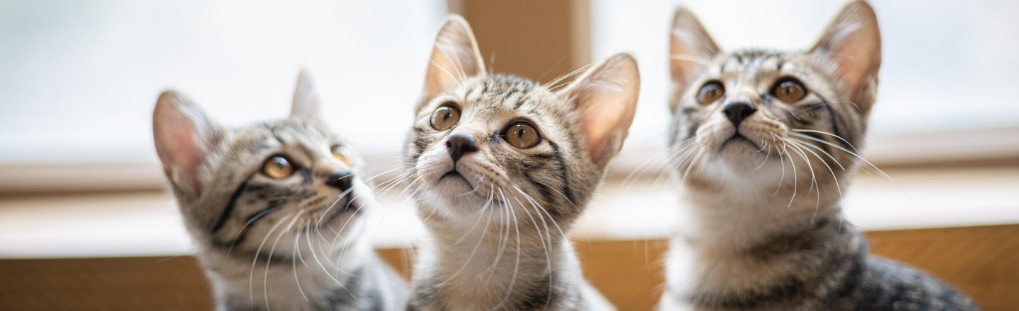 Pet Adoption | Whiskers N Paws