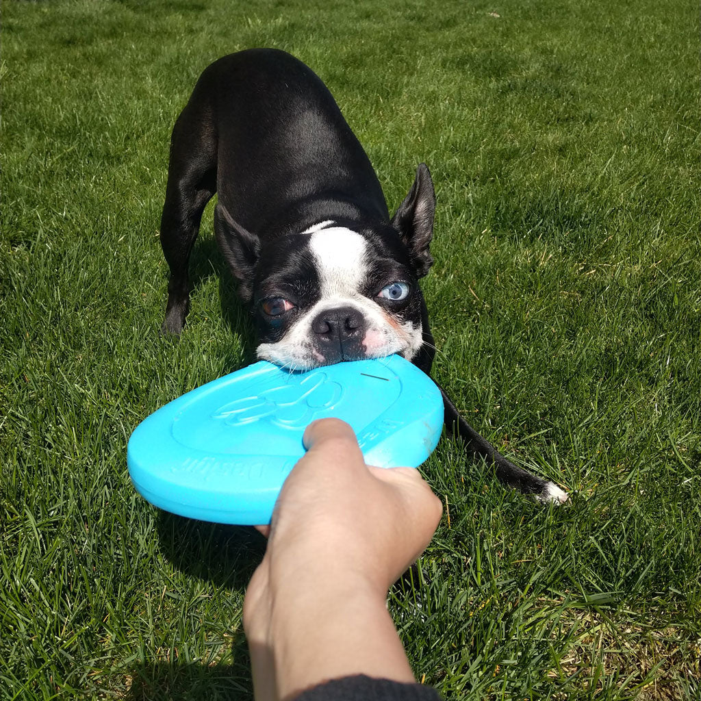 Zisc Flying Disc Dog Toy