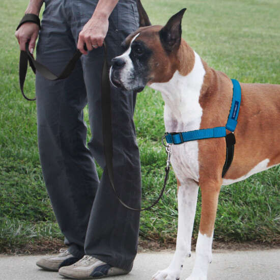 Deluxe Easy Walk Dog Harness