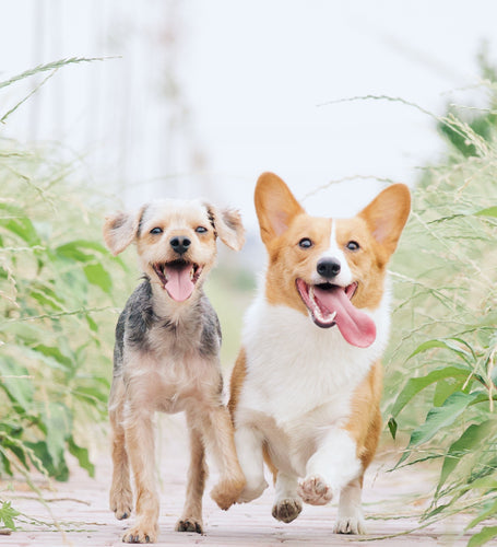 公園、餐廳、泳池...全港放狗好去處推介! | Whiskers N Paws