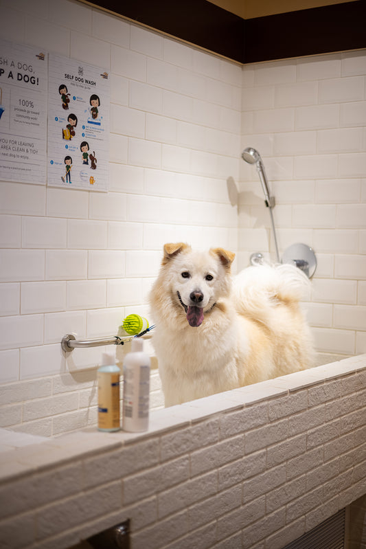Keep Your Home Clean and Safe for Your Pets - 5 Non-Toxic Cleaning Brands We Love