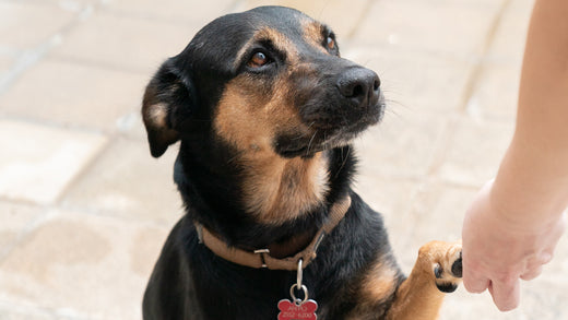 Family Means Nobody Gets Left Behind: 4 Steps to Travelling with Your Dog!