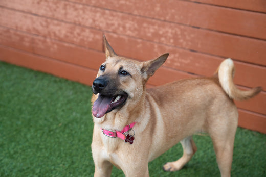 4 Must - Have Items to Protect Your Dog from the Elements