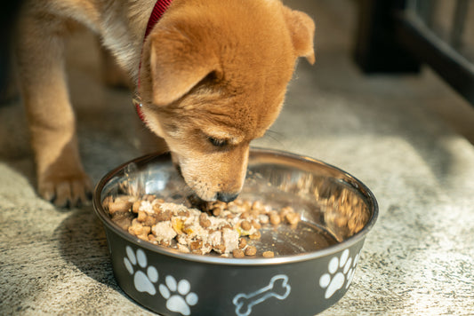 Dog Food Toppers: A Win-Win Solution for Picky Eaters