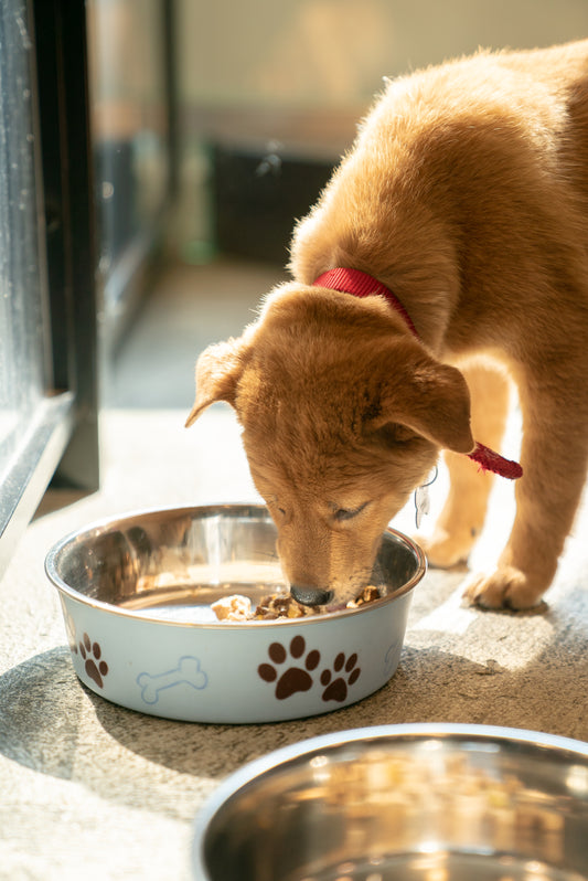 You Are What You Eat: The Role of Nutrition in a Dog’s Healthy Skin and Coat