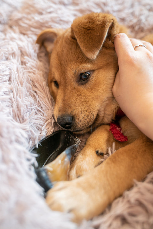 When Fear Takes Over: 5 Ways to Help Your Dog Stay Calm