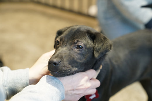 5 Things to Do With Your Dog on Valentine’s Day!