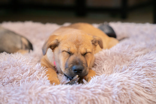 4 Types of Dog Treats They'll LOVE