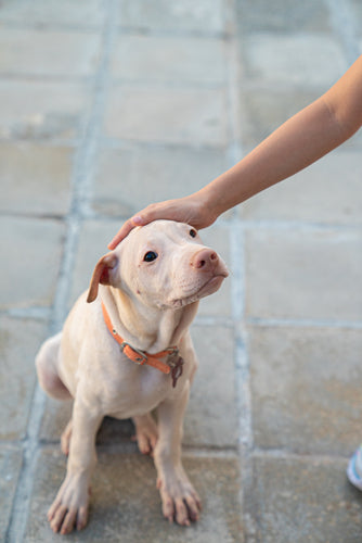 Why You Should Train Your Dog to Wear a Muzzle