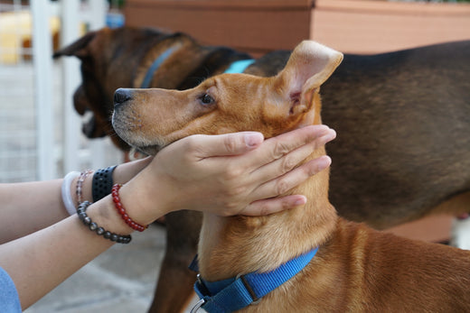 Dog in the City: 6 Things to Pack for a Dog's Day Out