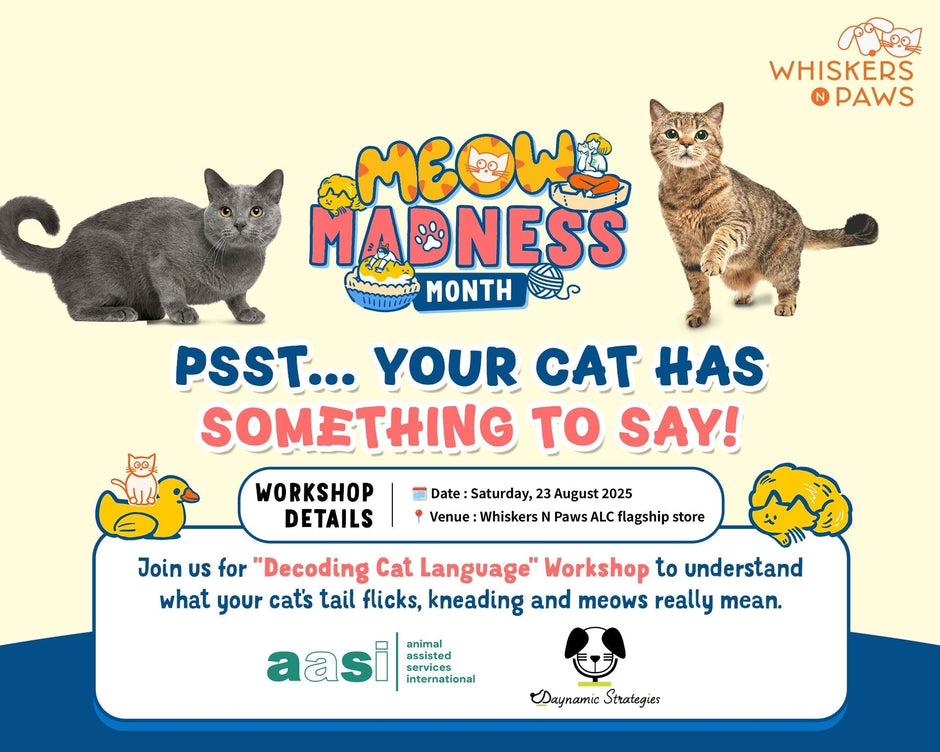 Decoding Meow's Language with Dynamic Strategics (HK Therapy Animal Support Team)