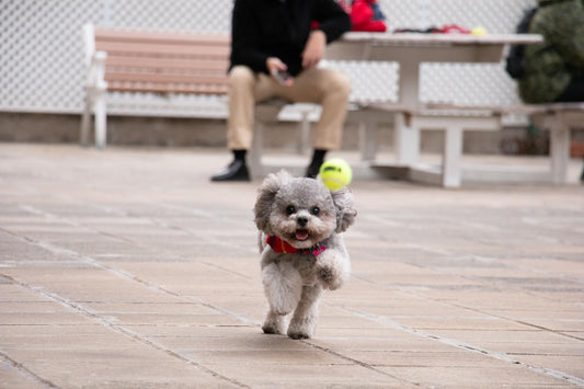 Run, Jump, Fetch! Toys that your dog will love to chase