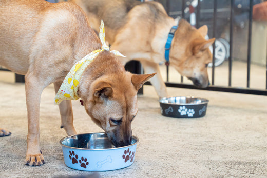 Going Grain-Free: Our Top 4 Recommended Brands!