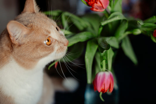 貓奴注意！8種對貓有毒的植物？該種哪些對貓無害植物？