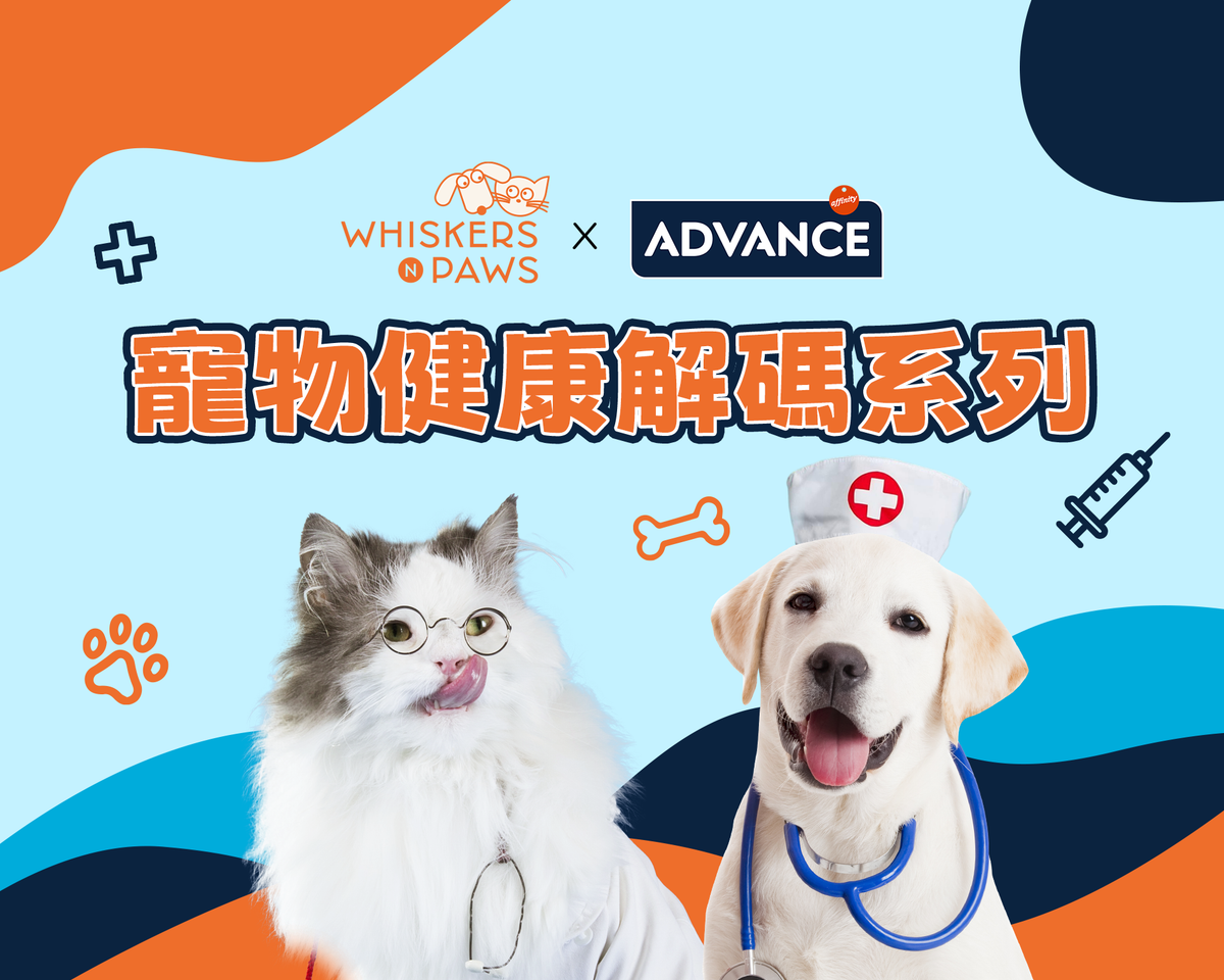 【 WNP x Advance 寵物健康解碼系列 】 貓狗食物敏感難察覺、難根治 獸醫拆解飲食秘訣防敏關鍵