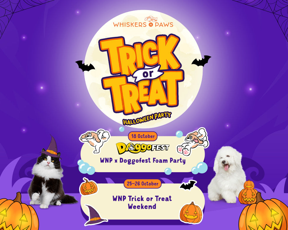Get Ready for Spooky-Cute Fun! The Whiskers N Paws Hong Kong Pet Halloween Party is Back!
