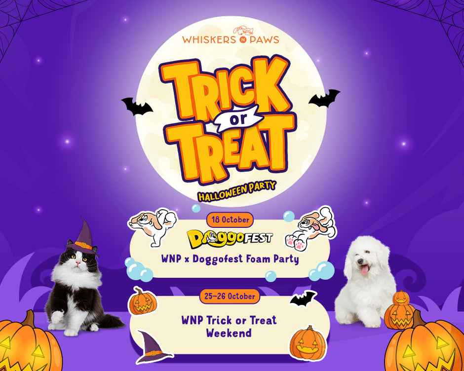 Get Ready for Spooky-Cute Fun! The Whiskers N Paws Hong Kong Pet Halloween Party is Back!