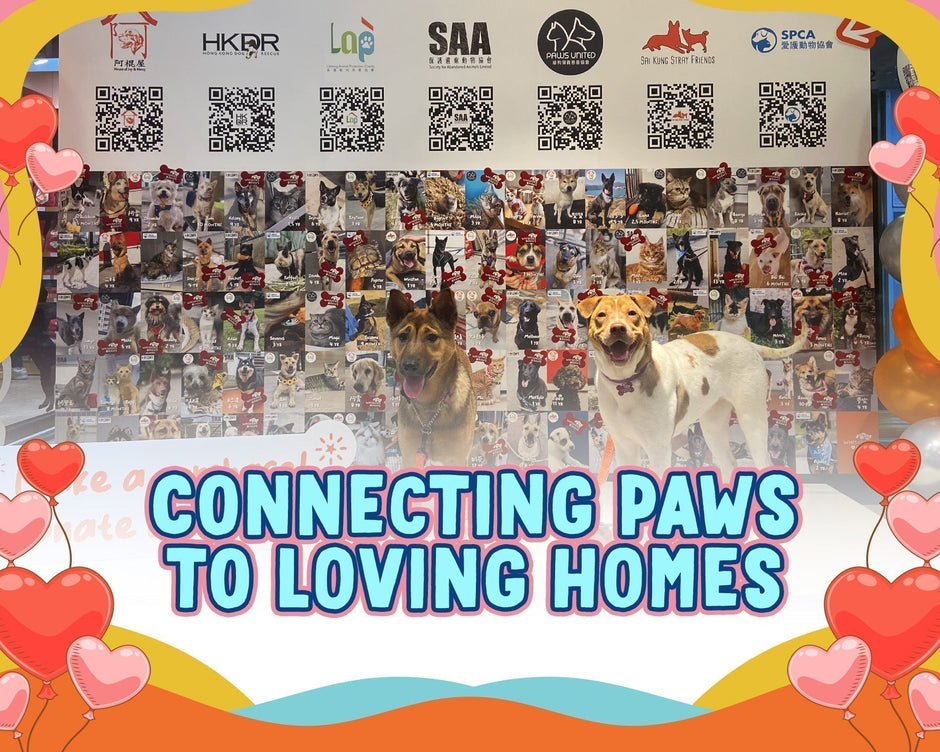 The Hub of Hope: How Whiskers N Paws Empowers Animal Rescue in Hong Kong