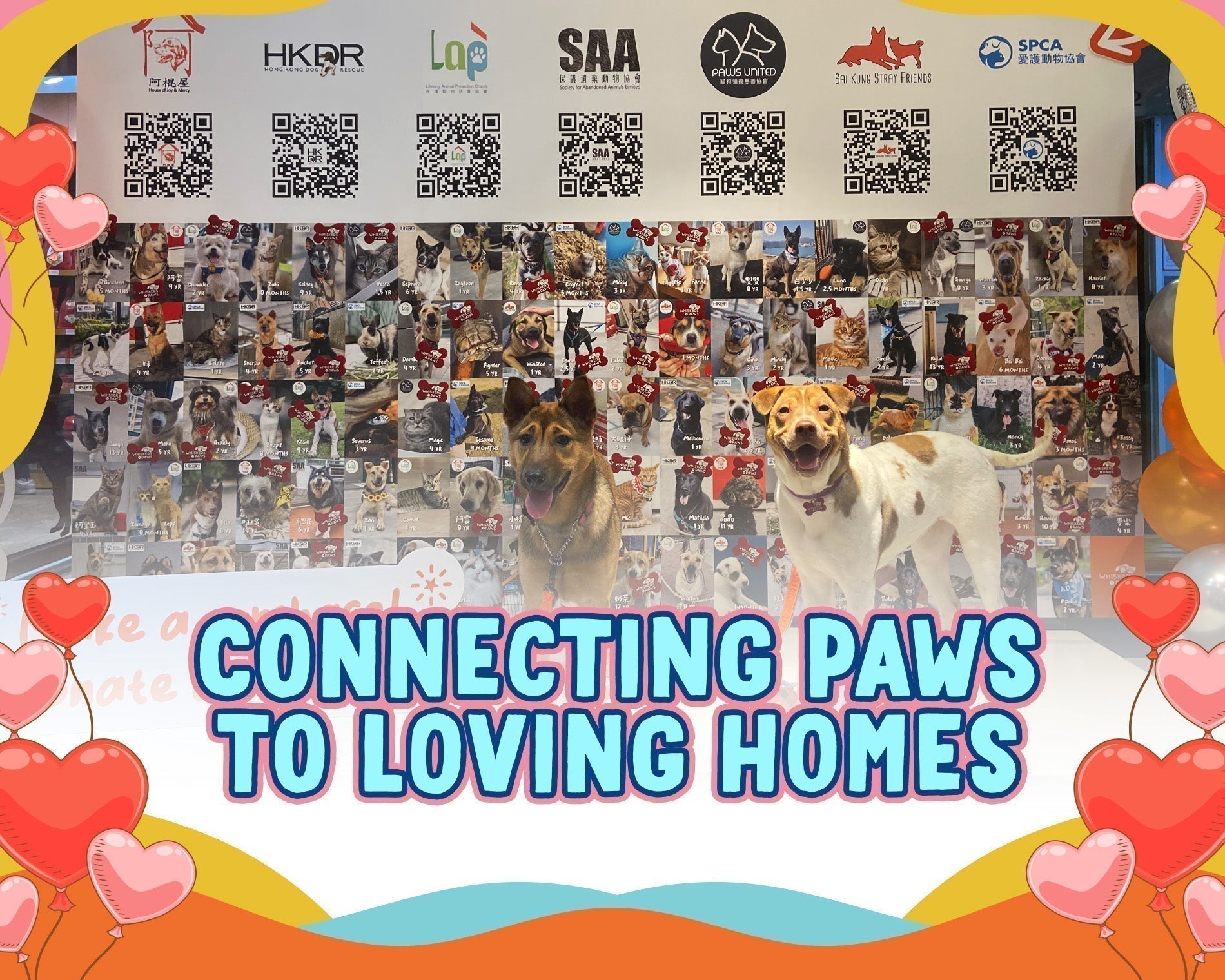 The Hub of Hope: How Whiskers N Paws Empowers Animal Rescue in Hong Kong