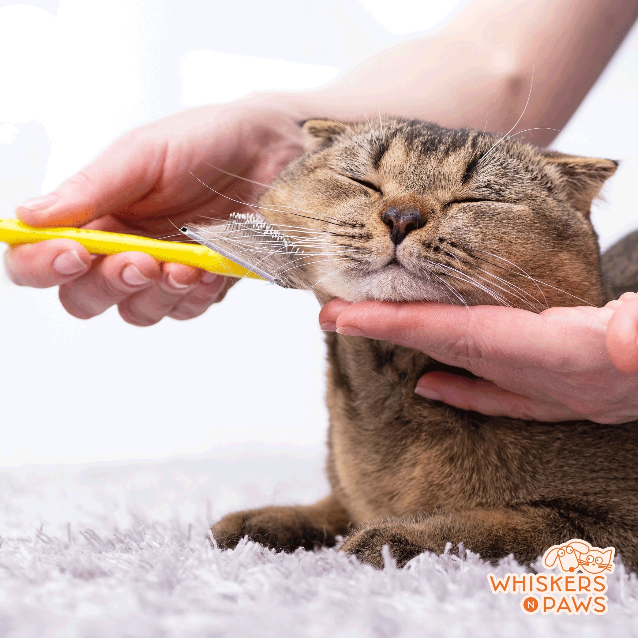 Whiskers N Paws - Cat Grooming Services