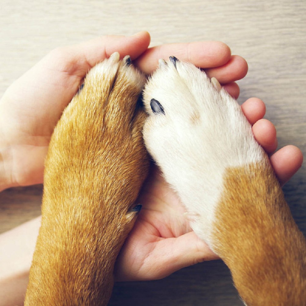 On The Paw Therapy Balm for Dogs & Cats & Rabbits