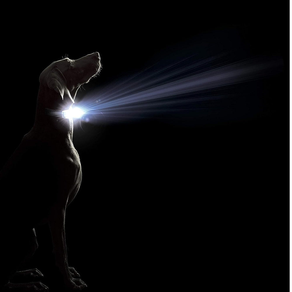 Comet LED Safety Dog Collar