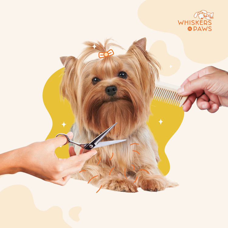Whiskers N Paws - Pet Grooming Services for Dogs