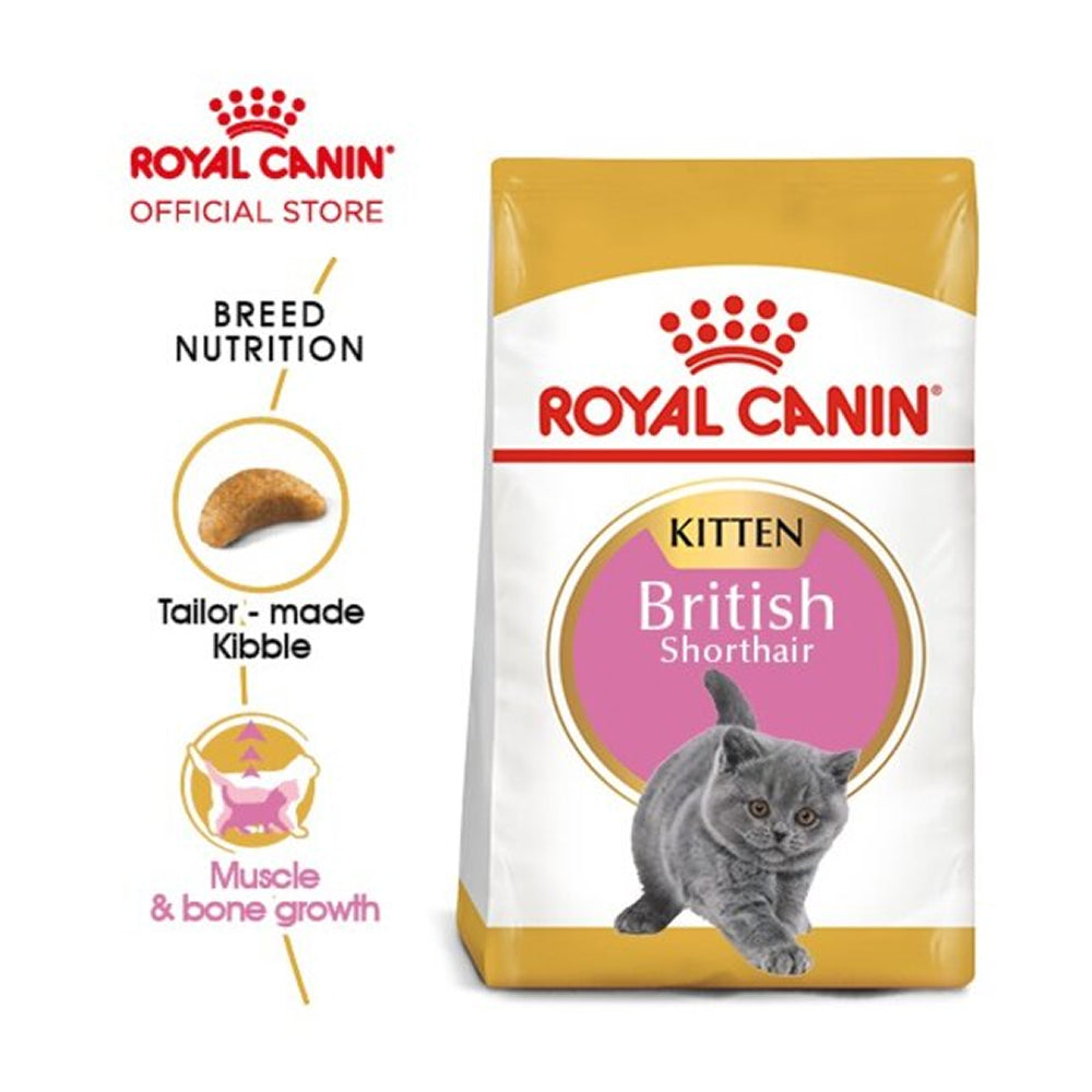 FBN British Shorthair Kitten