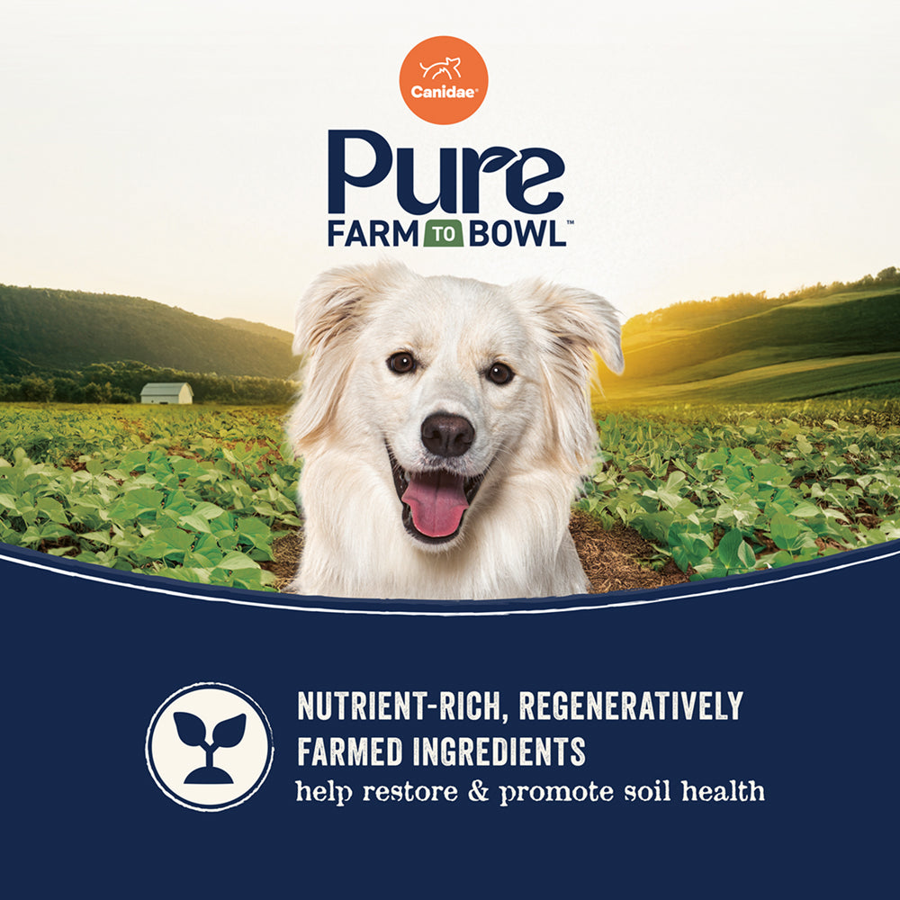 PURE Grain Free Dog Dry Food - Salmon & Sweet Potato