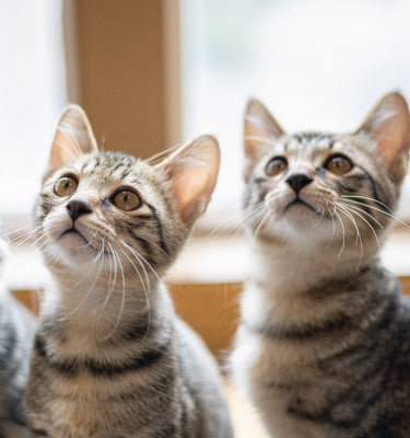 Pet Adoption | Whiskers N Paws
