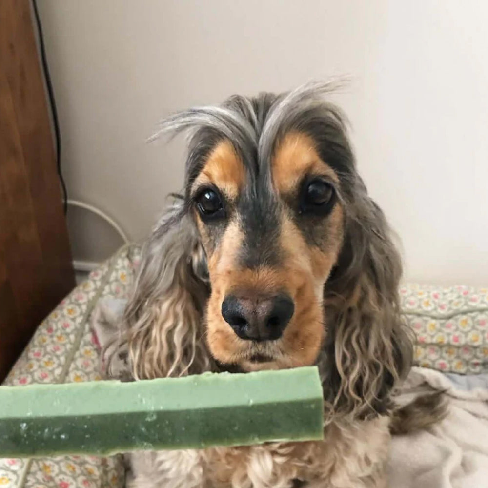 Fang Chews - Green Breath Fresh Dental Treats for Dogs