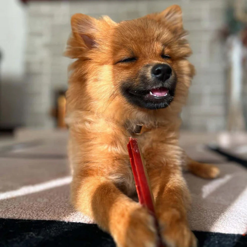 Fang Chews - Smoky Dental Treats for Dogs