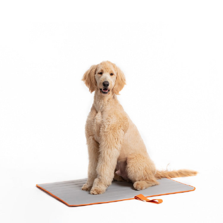 Petsmart Doggy Cool Mat Cooling Mat For Dogs Petsmart This $9