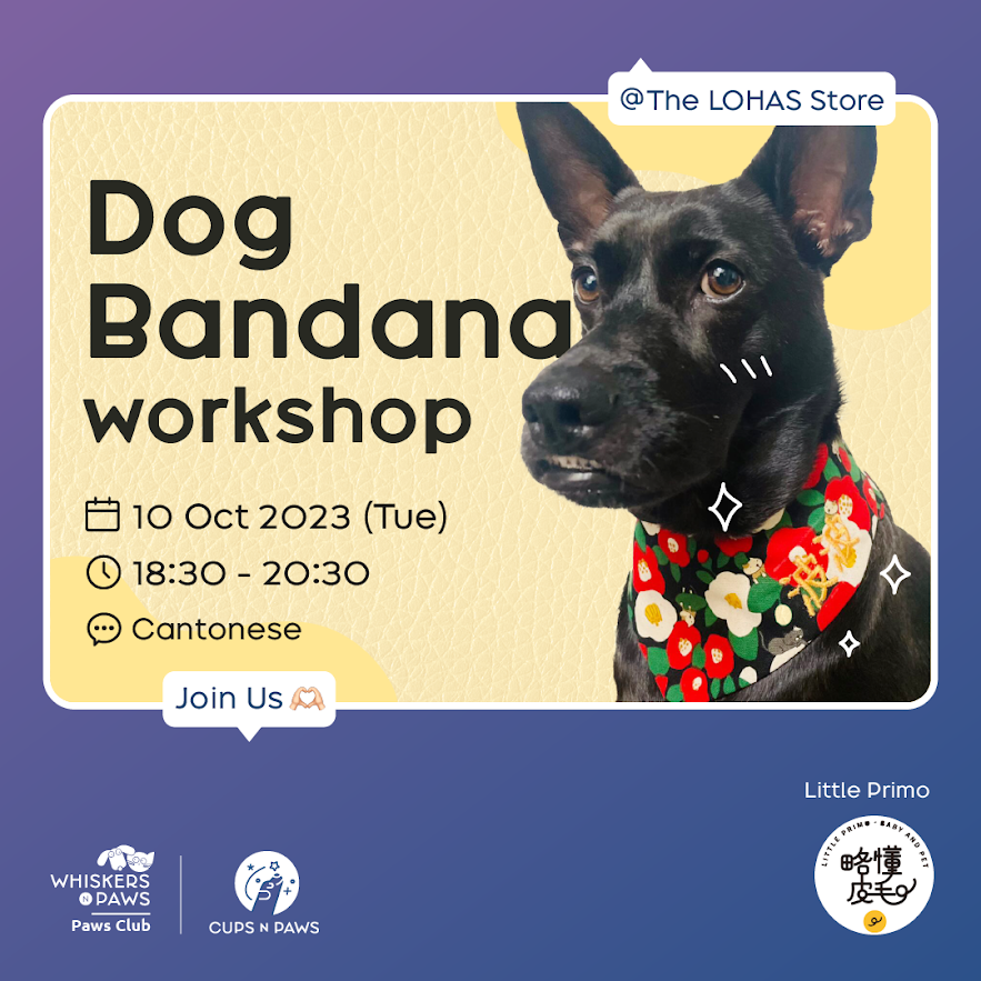 Pet Bandana Workshop