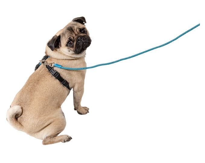 Leisure Rope Adjustable Dog Harness
