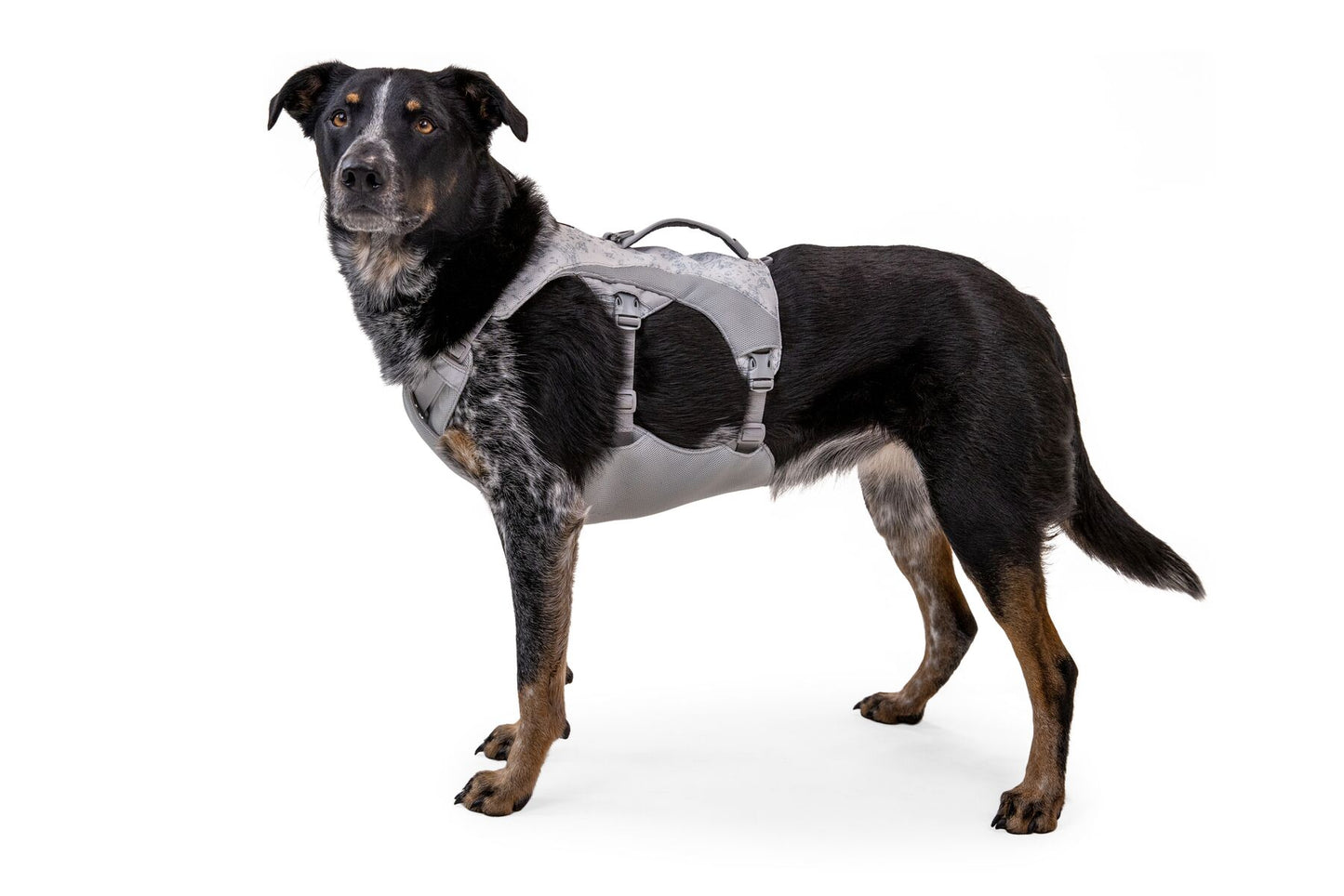 Swamp Cooler Dog Cooling Harness