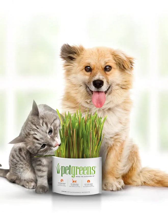 Pet Grass Self-Grow Kit