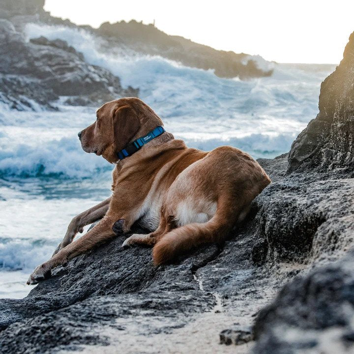 Aqua Waterproof Dog Leash