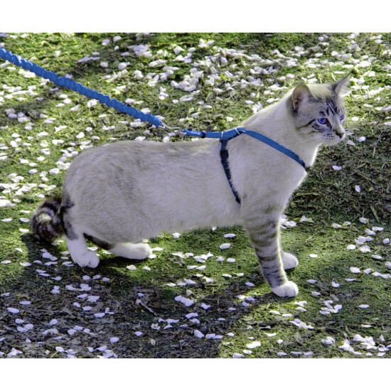 Come With Me Kitty Harness and Bungee Leash