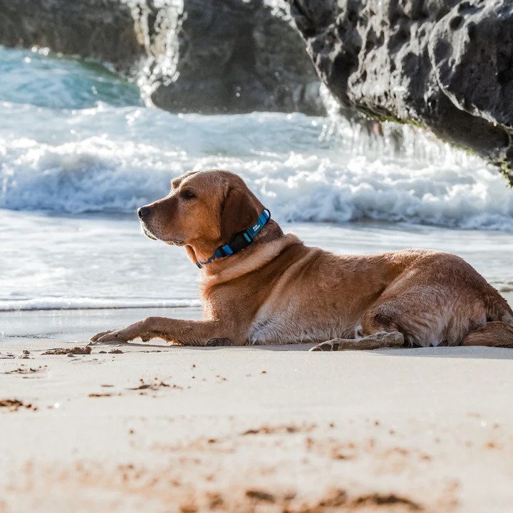 Ikonic Aqua Waterproof Dog Collar