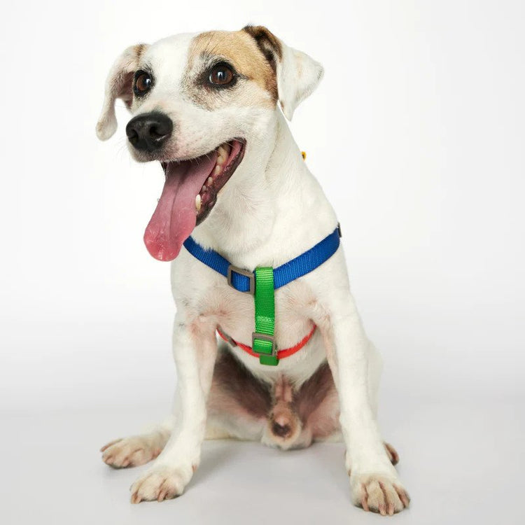 Dog Harness Petco Training Leash Sonia Dog Harness