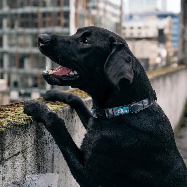 Ikonic Aqua Waterproof Dog Collar