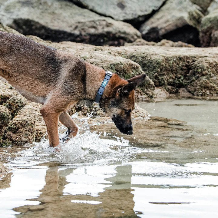 Aqua Waterproof Dog Leash