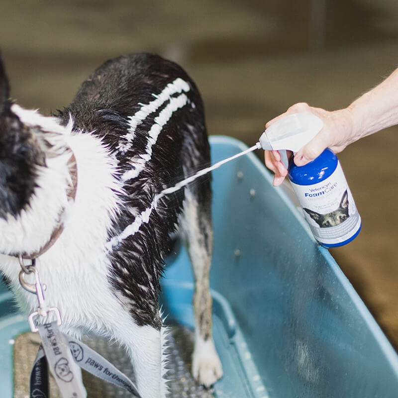 FoamCare Medicated Dog Shampoo
